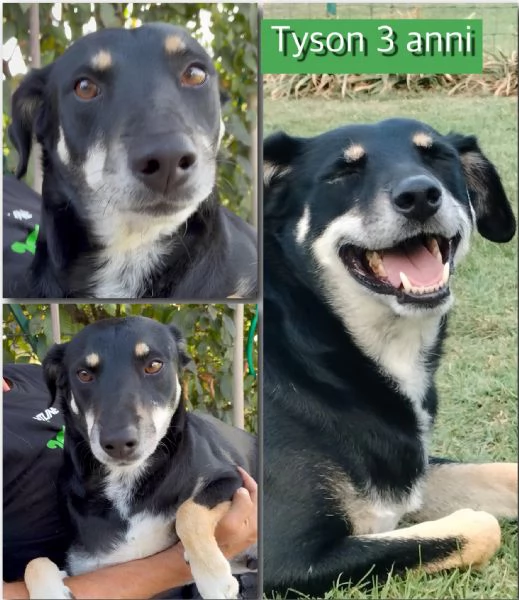 Tyson adottato da cucciolo e abbandonato all’età di 3 anni cerca una nuova opportunità  | Foto 1