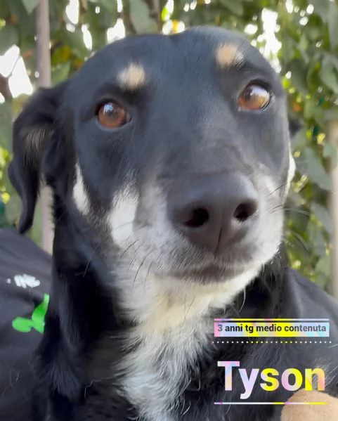 Tyson adottato da cucciolo e abbandonato all’età di 3 anni cerca una nuova opportunità  | Foto 0