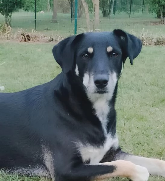 Tyson adottato da cucciolo e abbandonato all’età di 3 anni cerca una nuova opportunità 