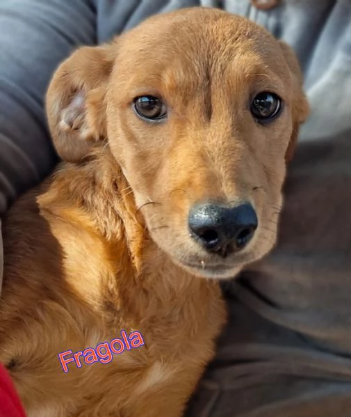 Chicca e fragola 2 sorelline meravigliose taglia piccola 5 mesi cercano casa | Foto 4