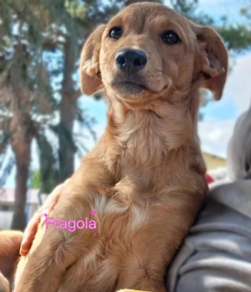 Chicca e fragola 2 sorelline meravigliose taglia piccola 5 mesi cercano casa | Foto 3