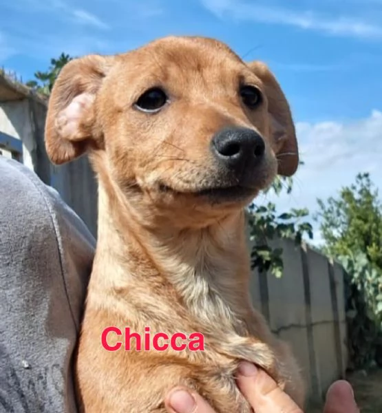 Chicca e fragola 2 sorelline meravigliose taglia piccola 5 mesi cercano casa | Foto 2