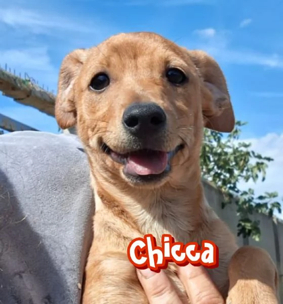 Chicca e fragola 2 sorelline meravigliose taglia piccola 5 mesi cercano casa | Foto 1