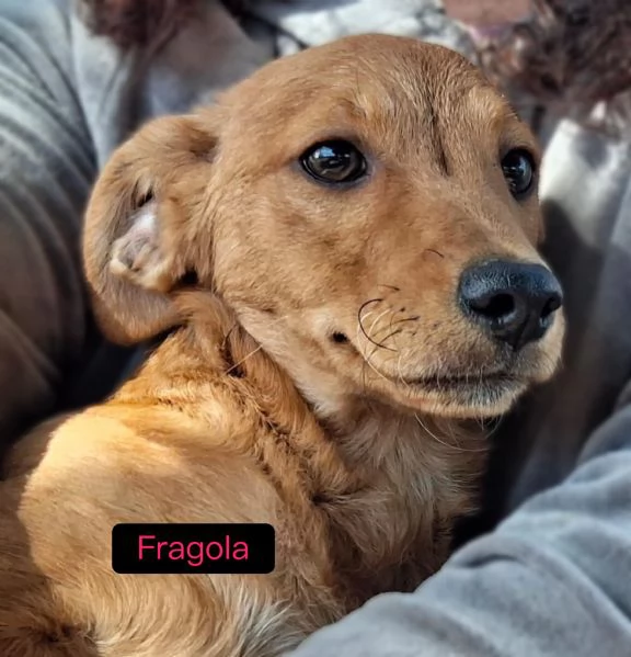 Chicca e fragola 2 sorelline meravigliose taglia piccola 5 mesi cercano casa | Foto 0