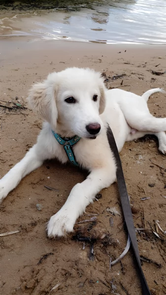 Toby splendido mix golden cerca casa | Foto 6