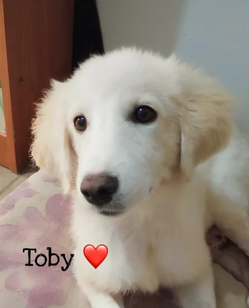 Toby splendido mix golden cerca casa