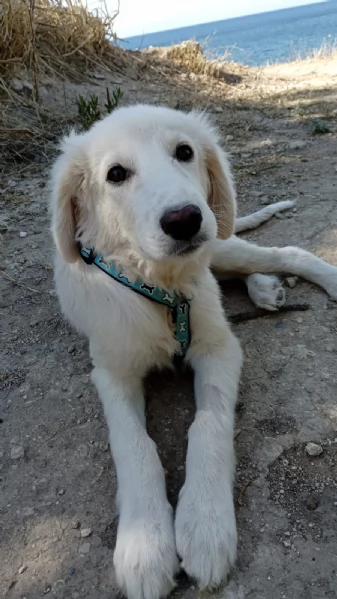 Toby splendido mix golden cerca casa | Foto 5