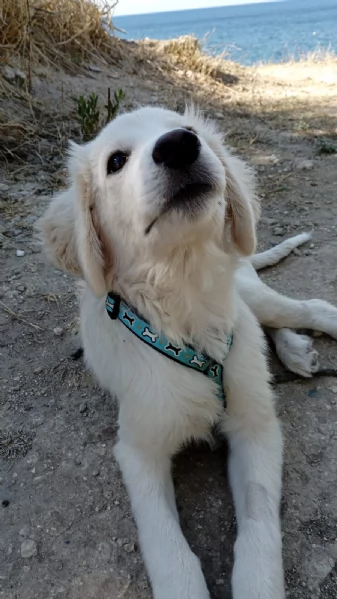 Toby splendido mix golden cerca casa | Foto 4