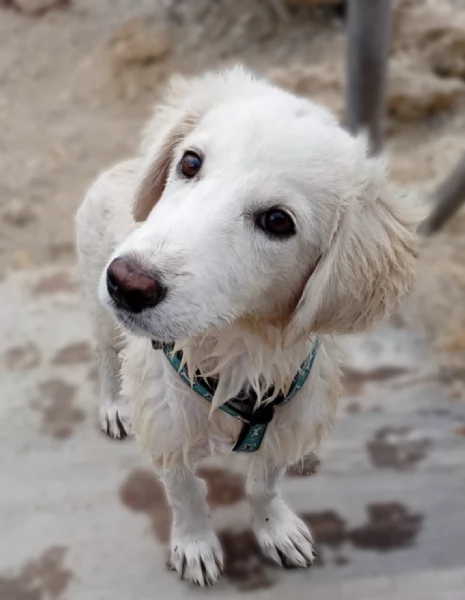 Toby splendido mix golden cerca casa | Foto 3