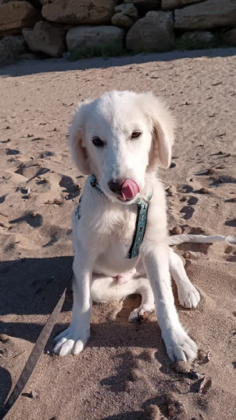 Toby splendido mix golden cerca casa | Foto 2