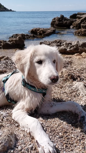 Toby splendido mix golden cerca casa | Foto 1