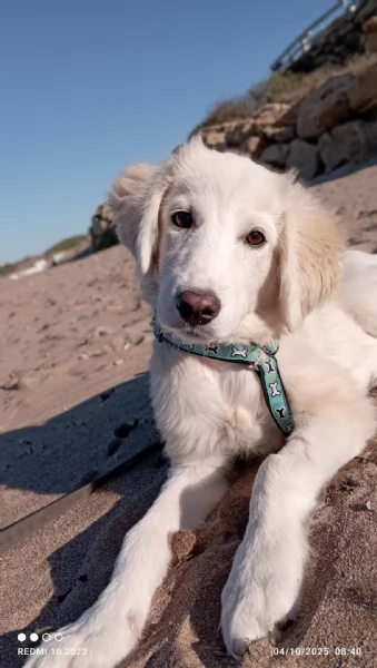 Toby splendido mix golden cerca casa | Foto 0