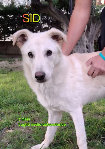SID cucciolone di 7 mesi super intelligente cerca casa | Foto 3