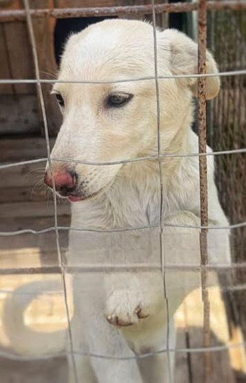 Zoomy cucciola di 8 mesi tg medio piccola cerca casa ♥️ | Foto 5