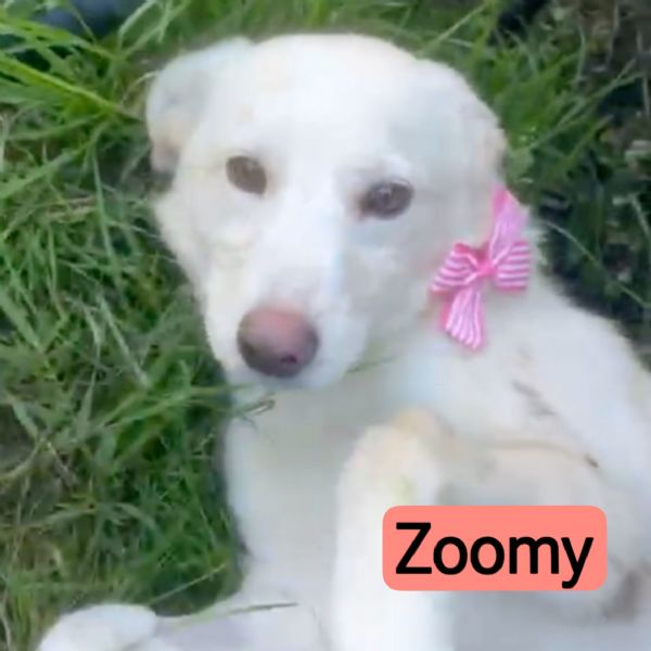 Zoomy cucciola di 8 mesi tg medio piccola cerca casa ♥️ | Foto 4