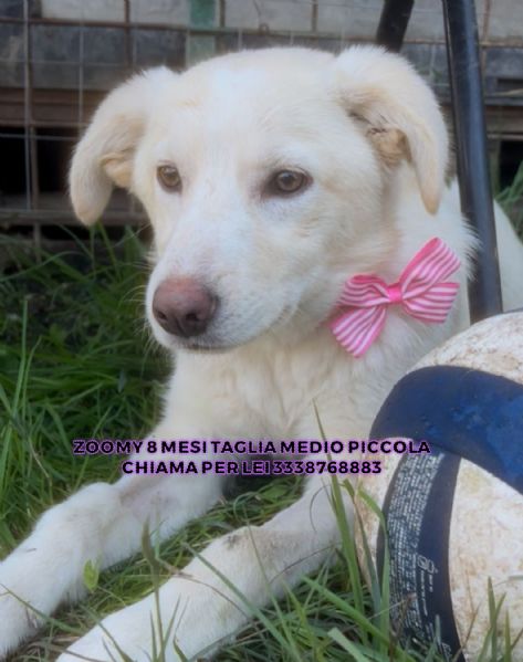 Zoomy cucciola di 8 mesi tg medio piccola cerca casa ♥️ | Foto 3