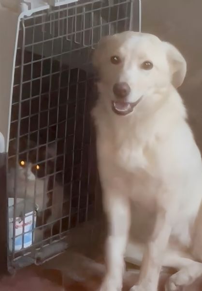 Zoomy cucciola di 8 mesi tg medio piccola cerca casa ♥️ | Foto 2