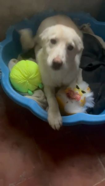 Zoomy cucciola di 8 mesi tg medio piccola cerca casa ♥️ | Foto 1