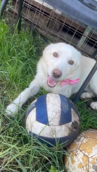 Zoomy cucciola di 8 mesi tg medio piccola cerca casa ♥️ | Foto 0