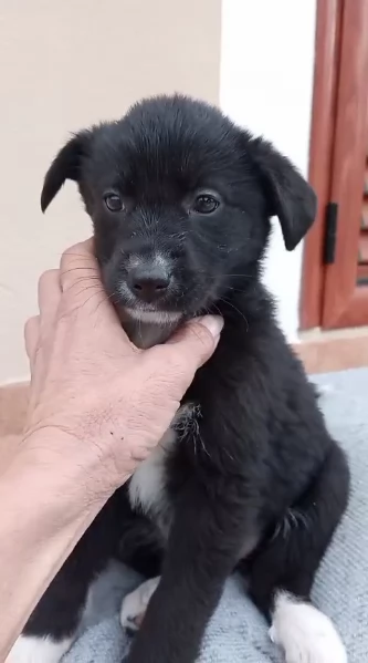 Cuccioli di 2 mesi cercano adozione  | Foto 6