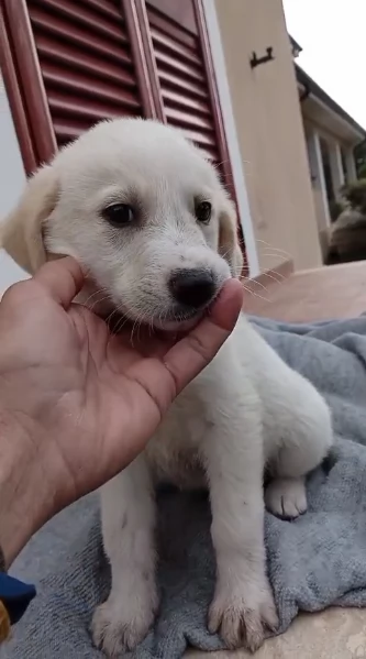 Cuccioli di 2 mesi cercano adozione  | Foto 4