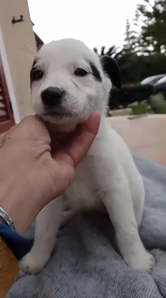 Cuccioli di 2 mesi cercano adozione  | Foto 2