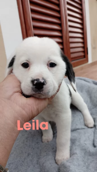 Cuccioli di 2 mesi cercano adozione  | Foto 1