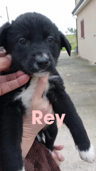 Cuccioli di 2 mesi cercano adozione  | Foto 0