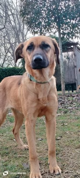 Moira splendida cucciolona di 6 mesi cerca casa. &egrave; una taglia medio contenuta  | Foto 6