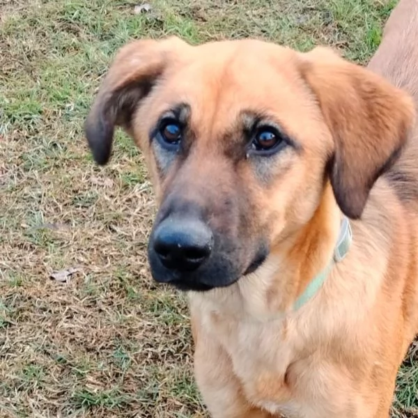 Moira splendida cucciolona di 6 mesi cerca casa. &egrave; una taglia medio contenuta  | Foto 4