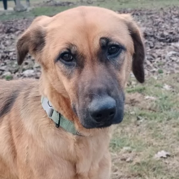 Moira splendida cucciolona di 6 mesi cerca casa. &egrave; una taglia medio contenuta  | Foto 3