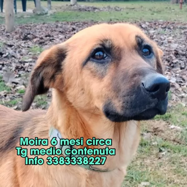 Moira splendida cucciolona di 6 mesi cerca casa. &egrave; una taglia medio contenuta  | Foto 2