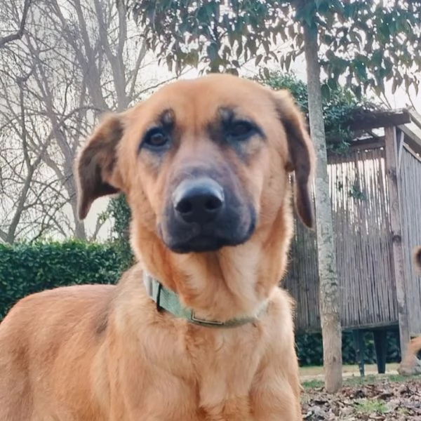 Moira splendida cucciolona di 6 mesi cerca casa. &egrave; una taglia medio contenuta 