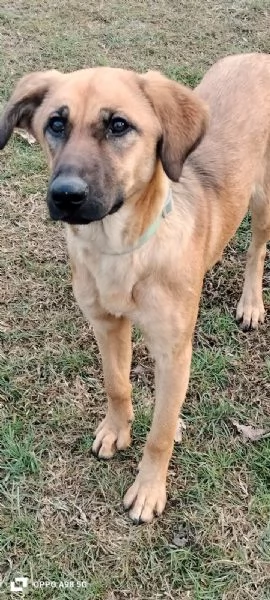 Moira splendida cucciolona di 6 mesi cerca casa. &egrave; una taglia medio contenuta  | Foto 1
