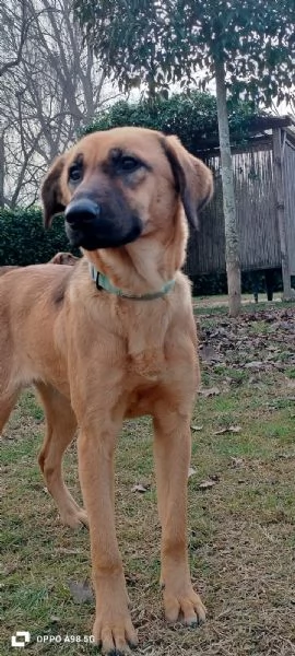 Moira splendida cucciolona di 6 mesi cerca casa. &egrave; una taglia medio contenuta  | Foto 0