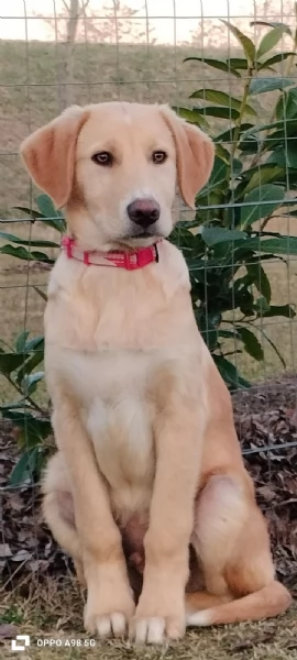 Danny una meraviglia di 4 mesi e mezzo cerca casa | Foto 2
