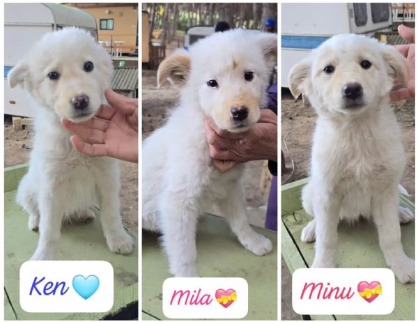 Ken Min&ugrave; Mila 3 cuccioli di 3 mesi in cerca di adozione 