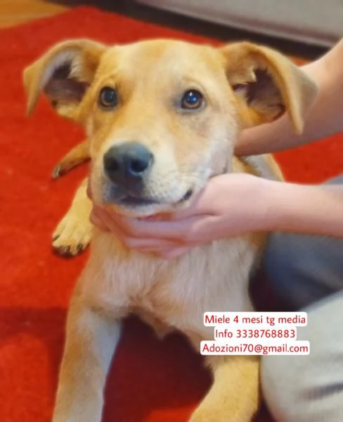 Miele dolcissimo cucciolo di 4 mesi cerca casa  | Foto 6