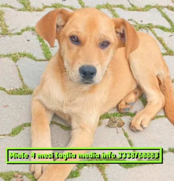 Miele dolcissimo cucciolo di 4 mesi cerca casa  | Foto 5