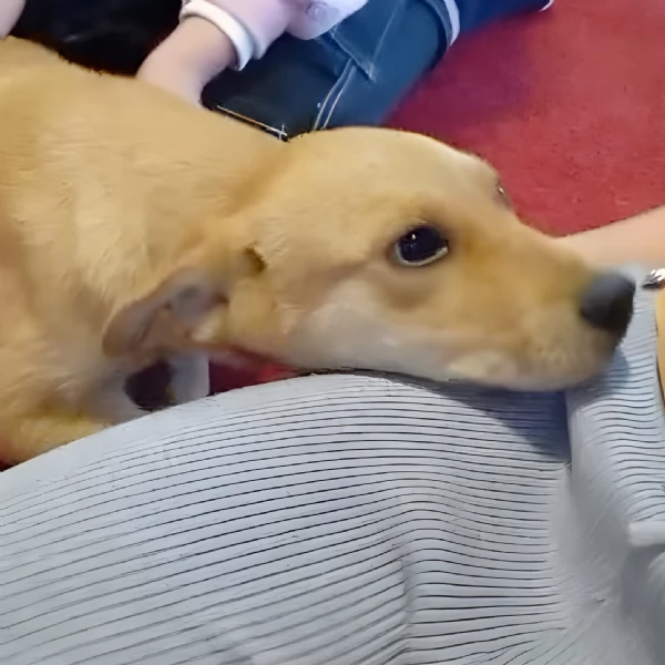 Miele dolcissimo cucciolo di 4 mesi cerca casa  | Foto 2