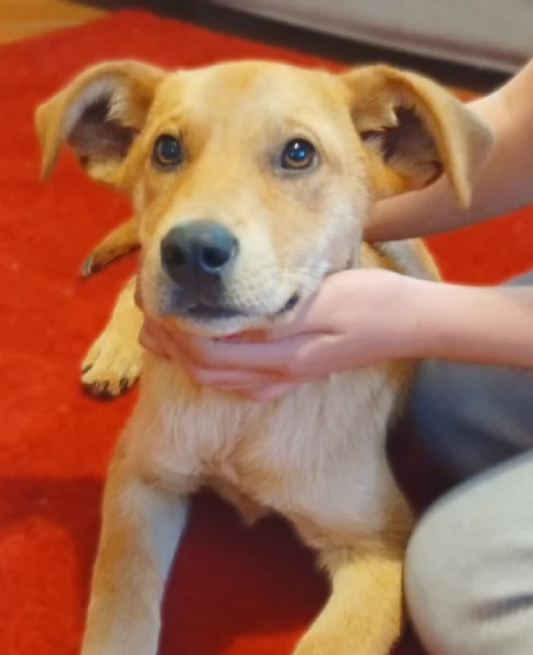 Miele dolcissimo cucciolo di 4 mesi cerca casa  | Foto 1