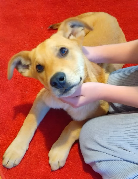 Miele dolcissimo cucciolo di 4 mesi cerca casa  | Foto 0