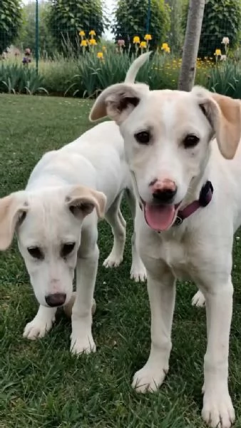 Puffo e Flo cuccioli di 4 mesi visibili a Fidenza Parma cercano casa  | Foto 4