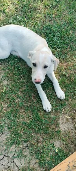 Puffo e Flo cuccioli di 4 mesi visibili a Fidenza Parma cercano casa  | Foto 0