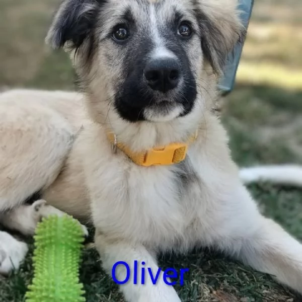 Oliver e cuccioli di 4 mesi cercano casa  | Foto 6
