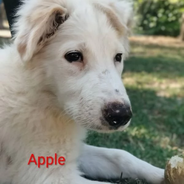 Oliver e cuccioli di 4 mesi cercano casa  | Foto 5