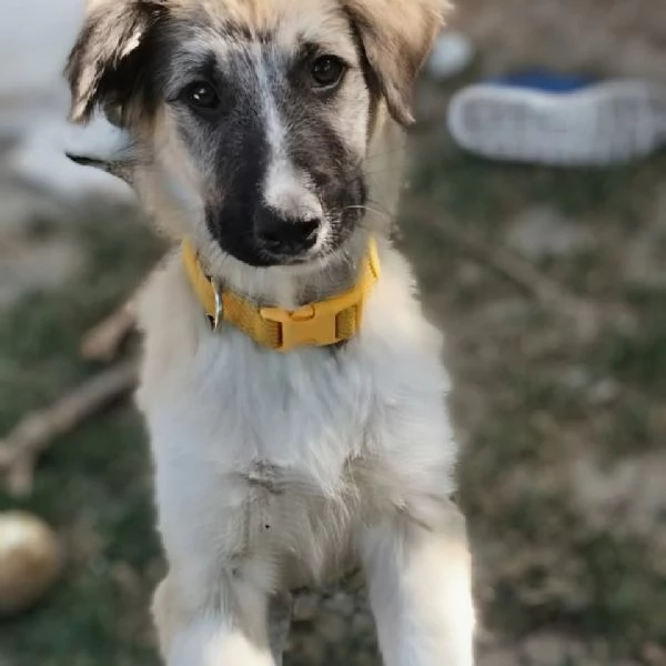 Oliver e cuccioli di 4 mesi cercano casa  | Foto 4
