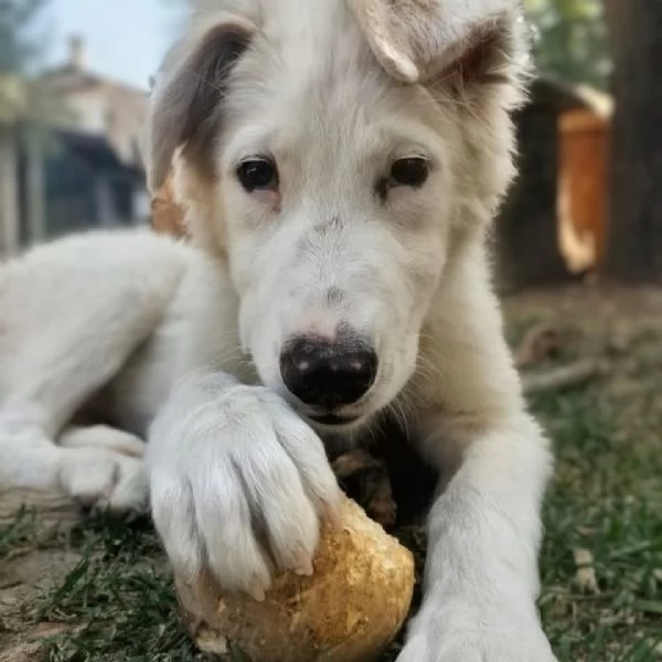 Oliver e cuccioli di 4 mesi cercano casa  | Foto 3