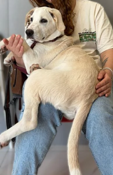 Belle cucciola di 5 mesi mix Labrador cerca casa  | Foto 3