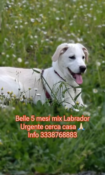 Belle cucciola di 5 mesi mix Labrador cerca casa  | Foto 2